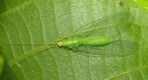 Pseudomallada flavifrons
