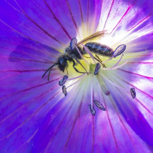 Réf. 287 188 : Andrena sp.