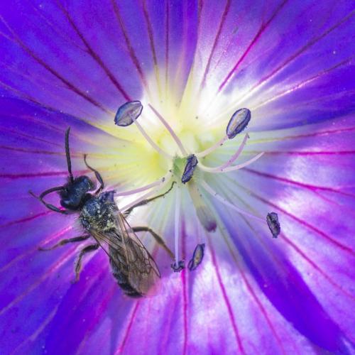 Réf. 287 190 : Andrena sp.
