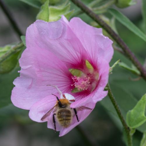 Misumena vatia