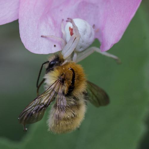 Misumena vatia