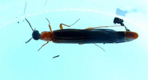 Lymexylon navale