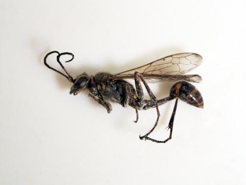 Réf. 287 713 : Sceliphron curvatum
