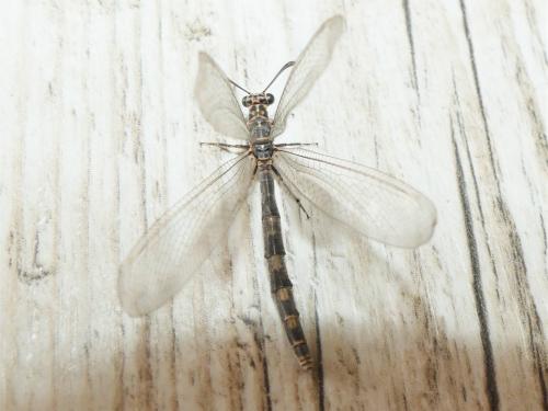 Myrmeleon inconspicuus