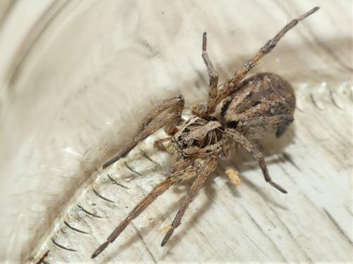 Réf. 287 811 : Hogna radiata