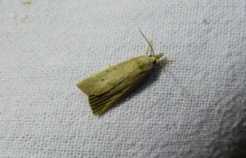 Réf. 287 659 : Calamotropha paludella