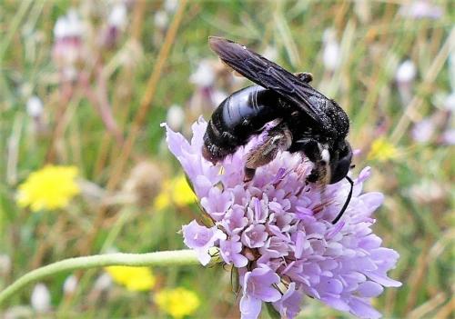 Réf. 287 308 : Andrena sp.