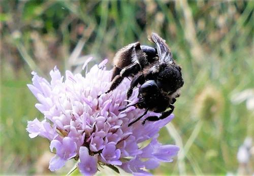 Réf. 287 309 : Andrena sp.