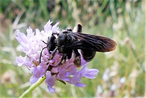 Réf. 287 310 : Andrena sp.