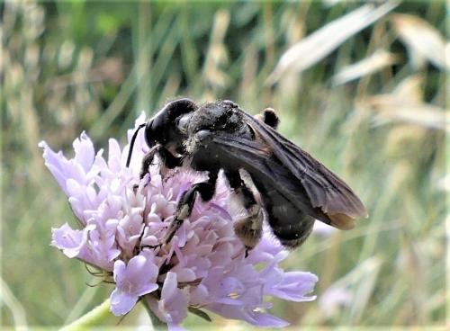 Réf. 287 311 : Andrena sp.
