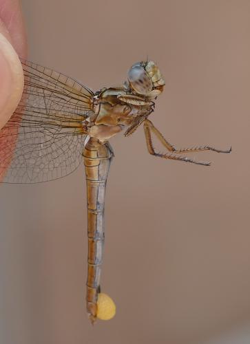 Orthetrum coerulescens