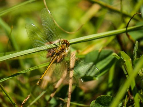 Sympetrum danae