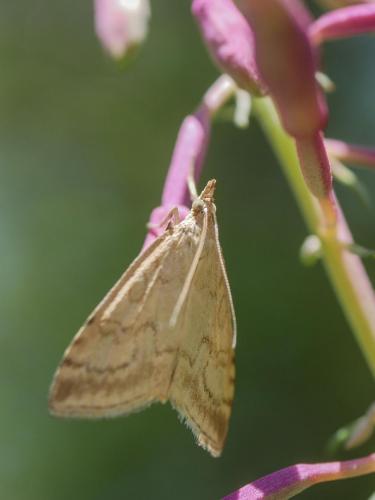 Udea lutealis