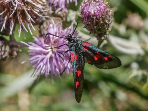 Réf. 287 908 : Zygaena sp.