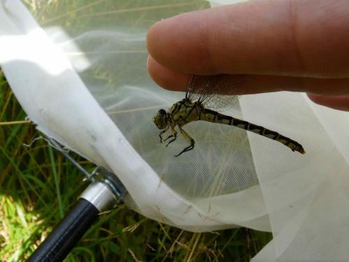 Réf. 287 677 : Onychogomphus forcipatus