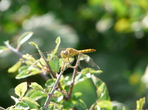 Sympetrum meridionale