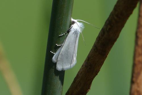 Réf. 287 424 : Scirpophaga praelata