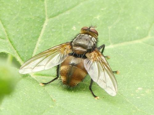 Réf. 287 336 : Nemoraea pellucida