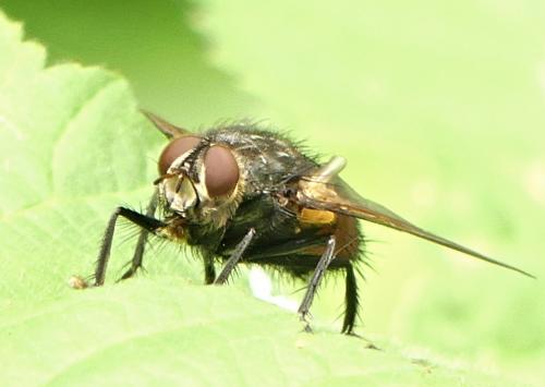 Réf. 287 337 : Nemoraea pellucida