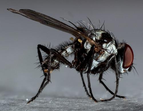 Réf. 287 859 : Anthomyia procellaris