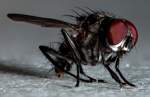 Réf. 287 860 : Anthomyia procellaris