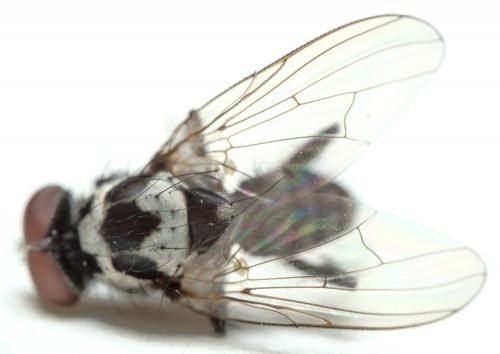 Réf. 287 861 : Anthomyia procellaris