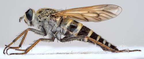 Réf. 287 574 : Thereva microcephala