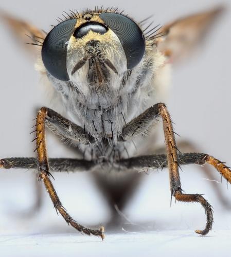 Réf. 287 589 : Thereva microcephala