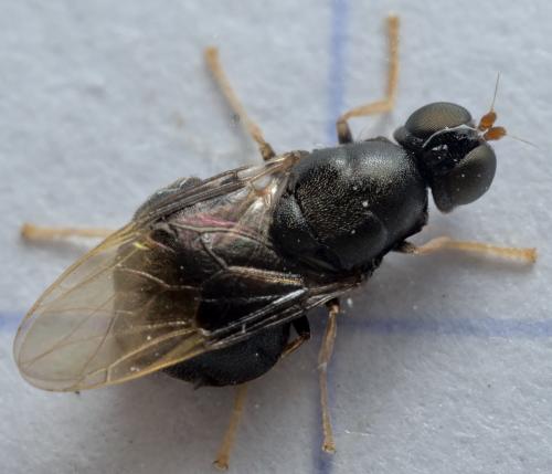 Pachygaster atra