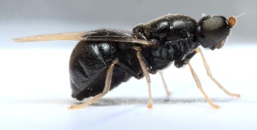 Pachygaster atra