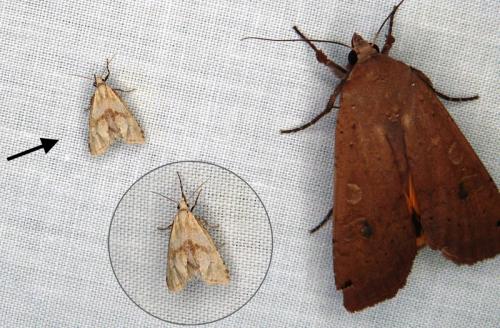 Cochylini