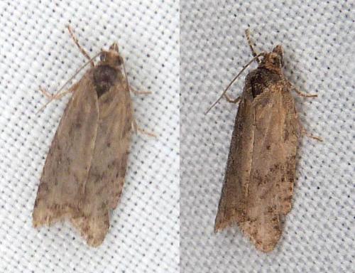 Réf. 287 976 : Cnephasia sp.