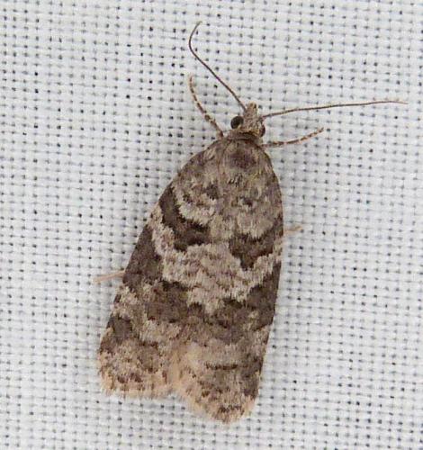 Réf. 287 975 : Cnephasia sp.