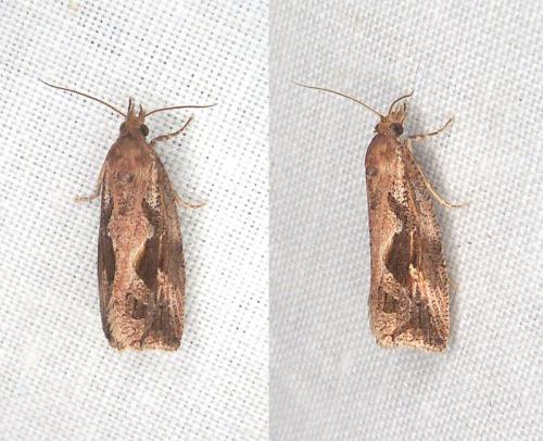 Endothenia quadrimaculana