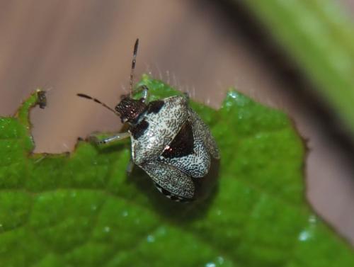 Réf. 287 056 : Stagonomus venustissimus