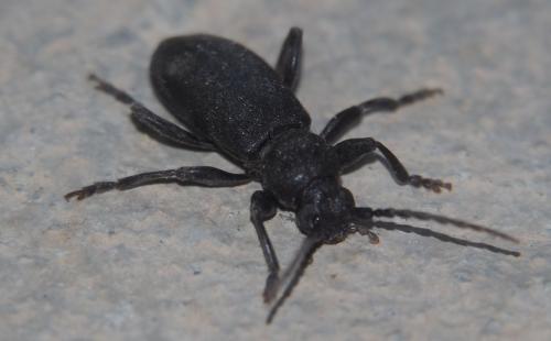 Saphanus piceus