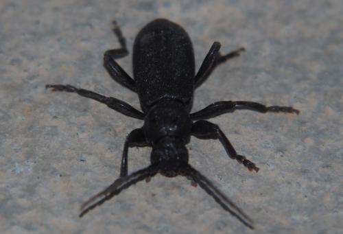 Saphanus piceus