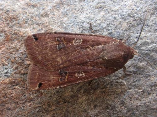 Noctua pronuba