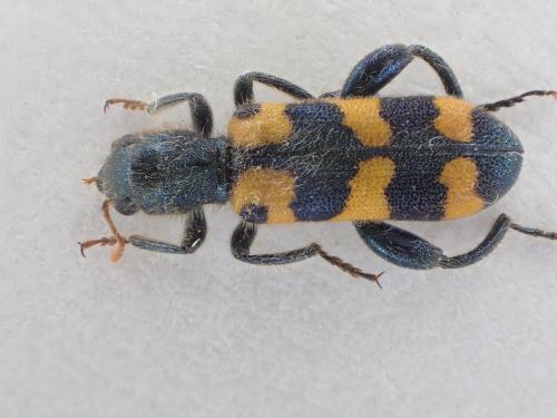 Réf. 287 086 : Trichodes leucopsideus