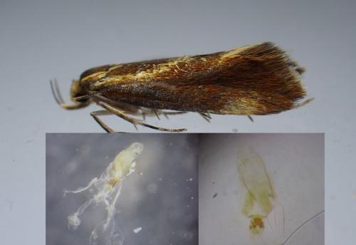 Metalampra sp.