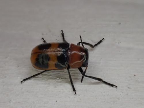 Réf. 287 490 : Coptocephala sp.
