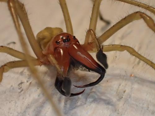 Réf. 287 326 : Cheiracanthium punctorium