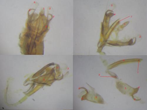 Coleophora trochilella