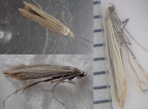 Coleophora trochilella