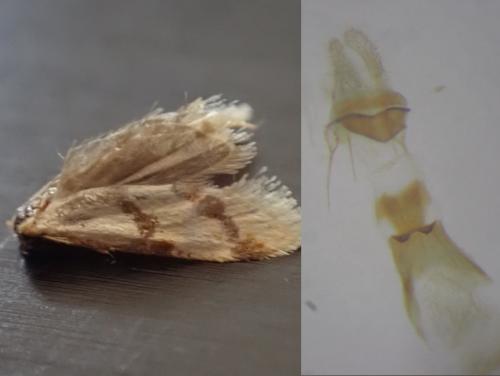 Réf. 287 379 : Aethes bilbaensis