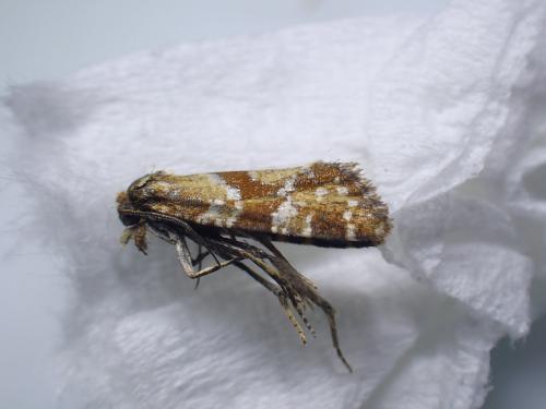 Aethes hartmanniana
