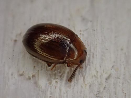 Scaphidema metallica