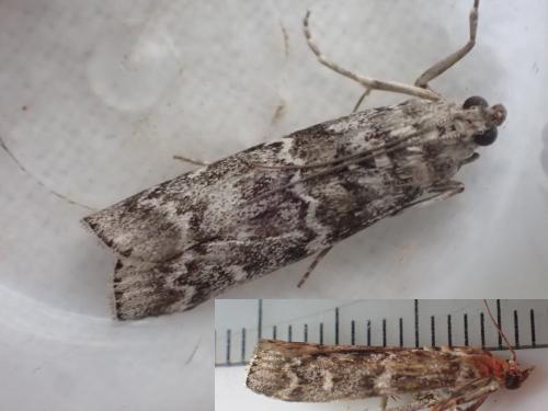 Dioryctria simplicella