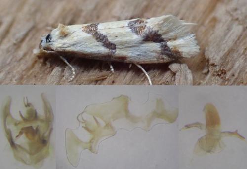 Aethes bilbaensis