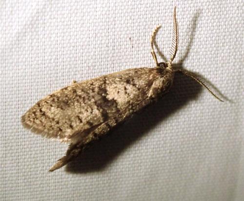 Penestoglossa dardoinella